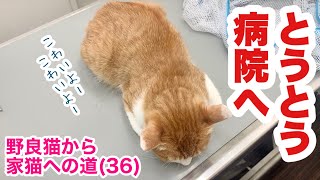 大量に吐いてしまってびっくり！病院へ！保護から60日〜62日目【野良猫から家猫への道】