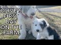 Old English Sheepdog Puppy Finds a New Home on Our Farm