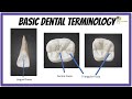 BASIC DENTAL ANATOMY | TEETH FORMULAE, LANDMARKS, CUSPS, TUBERCLE, RIDGES, FOSSA