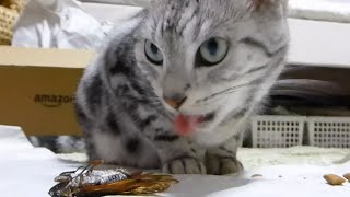 安心してください! 野良猫みたいにセミをガッツいたりしません…といいつつ食べようとしてる猫 www -Cat really wants to eat cicada