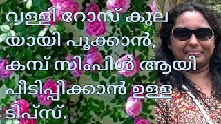 വള്ളി റോസ് കുലയായി പൂക്കാൻ, കമ്പ് സിംപിൾ ആയി പിടിപ്പിക്കാൻ ഉള്ള ടിപ്സ്.