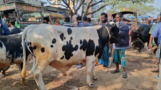 বিশাল দেহের খামার উপযোগী ফ্রিজিয়ান ষাঁড় গরু || ধাপের গরুর হাট বাজার || ৬ ফেব্রুয়ারি ২০২৪ | goru