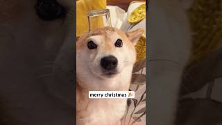 All I want for Christmas is SHIBE! #cutenessoverload #shibainu #doge #cheems #dog #memes