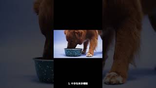 愛犬の熱中症対策５選