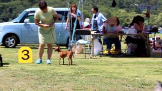 2012.08.25熱海愛犬クラブ展グループ戦　カリス2