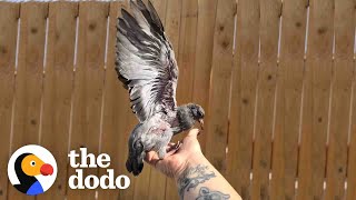 Rescued Baby Pigeon Plays Exactly Like Her Dog Best Friend | The Dodo Little But Fierce