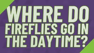 Where do fireflies go in the daytime?