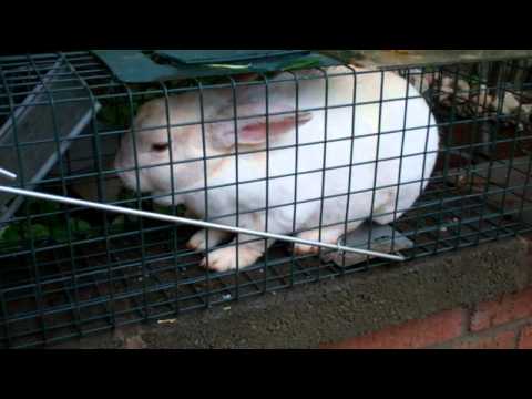 Bunny Trap Bunny Trap