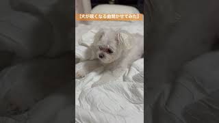 【検証】犬が眠くなる音楽聴かせてみた結果・・・#shorts #short #犬