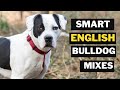 Top 10 English bulldog mix Breeds You Don't Know About