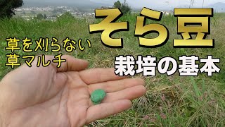 【自然農】そら豆栽培！一番簡単な育て方をお伝えします。