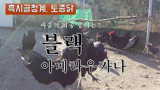 싸움의 최종승자는 블랙아메라우카나