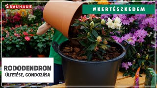 A rododendronok ültetése és gondozása | #KERTÉSZKEDEM