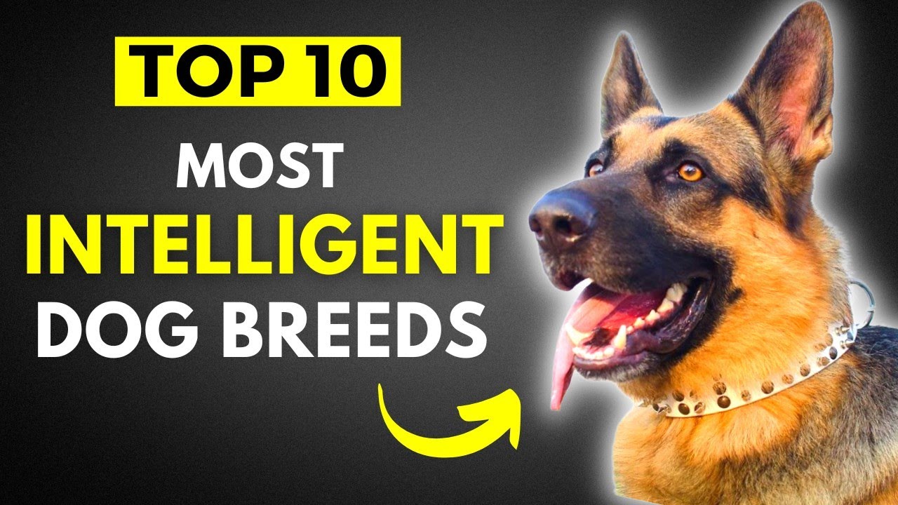 Top 10 Intelligent Dog Breeds | Smartest Dog Breeds | Dog Breed With ...