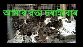 Our Queil Bird Farming// আমাৰ কুৱেল চৰাইৰ ফাৰ্ম খন।। Contact- 9101171954