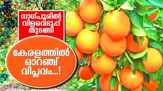 നാഗ്പൂരിൽ വിളവെടുപ്പ് തുടങ്ങി... കേരളത്തിൽ ഓറഞ്ച് വിപ്ലവം..!