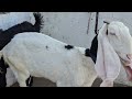 mr nizam goat farm hyderabadi goats quality female gulabi all breed @sohailgoatfarm