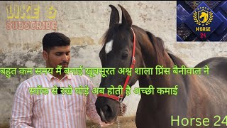 शानदार मारवाड़ी घोड़ियो के मालिक प्रिंस बैनीवाल से एक ख़ास मुलाक़ात।  Horse 24