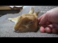 ちょー眠いくせに、夜更かしに付き合うウサギ チャップ・ダンダンウー a rabbit to sit up late