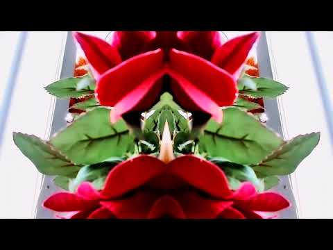 Las Trovas Del Paisa Tartaritas Y Las Trovas Del Paisa