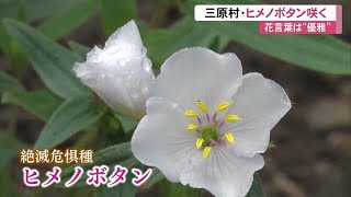 三原村星ヶ丘公園に秋の訪れ　国の絶滅危惧種「ヒメノボタン」5万株が見頃【高知】 (23/09/13 12:00)