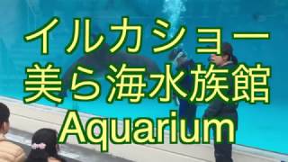 イルカショー！ Dolphin show 美ら海水族館！ Aquarium in  沖縄　Okinawa! 総一 梓Movie!