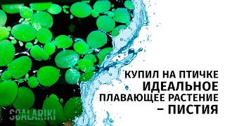 Пистия. Купил на птичке неприхотливое плавающее аквариумное растение