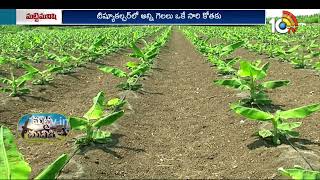 Banana plantation Methods | అరటి పిలకల ఎంపిక సాగు యాజమాన్యం | Matti Manishi | 10TV