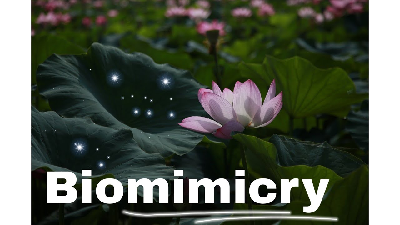 What Is Biomimicry?|| Nature Inspired Inventions - YouTube