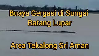 Buaya Gergasi Menjelma Lagi Di Sungai Batang Lupar /Legenda bUjang Senang