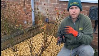 HOW and WHEN to Prune a Rose Bush | For Maximum Blooms