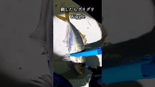 【20秒】アジ活け締め！締めて血抜きする方法　Horse mackerel Ikejime only takes 20 seconds.