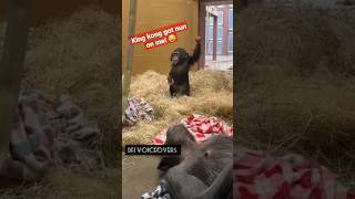 Champ is here!🐒 😂 #voiceover #comedy #funny #pet #pets #cute #meme #joke #monkey #chimpanzee #zoo