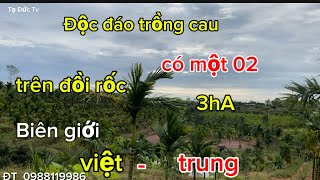 Độc đáo trồng cau trên đất rốc