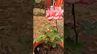 Rose 🌹🌹 ❤️❤️♥️♥️🦋🦋😍😍 #viralvideo #shortvideo #shorts #flowers