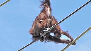 スカイウォークのロープに手を出したロキ・オランウータン