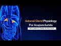 Adrenal Gland Physiology For Acupuncturists