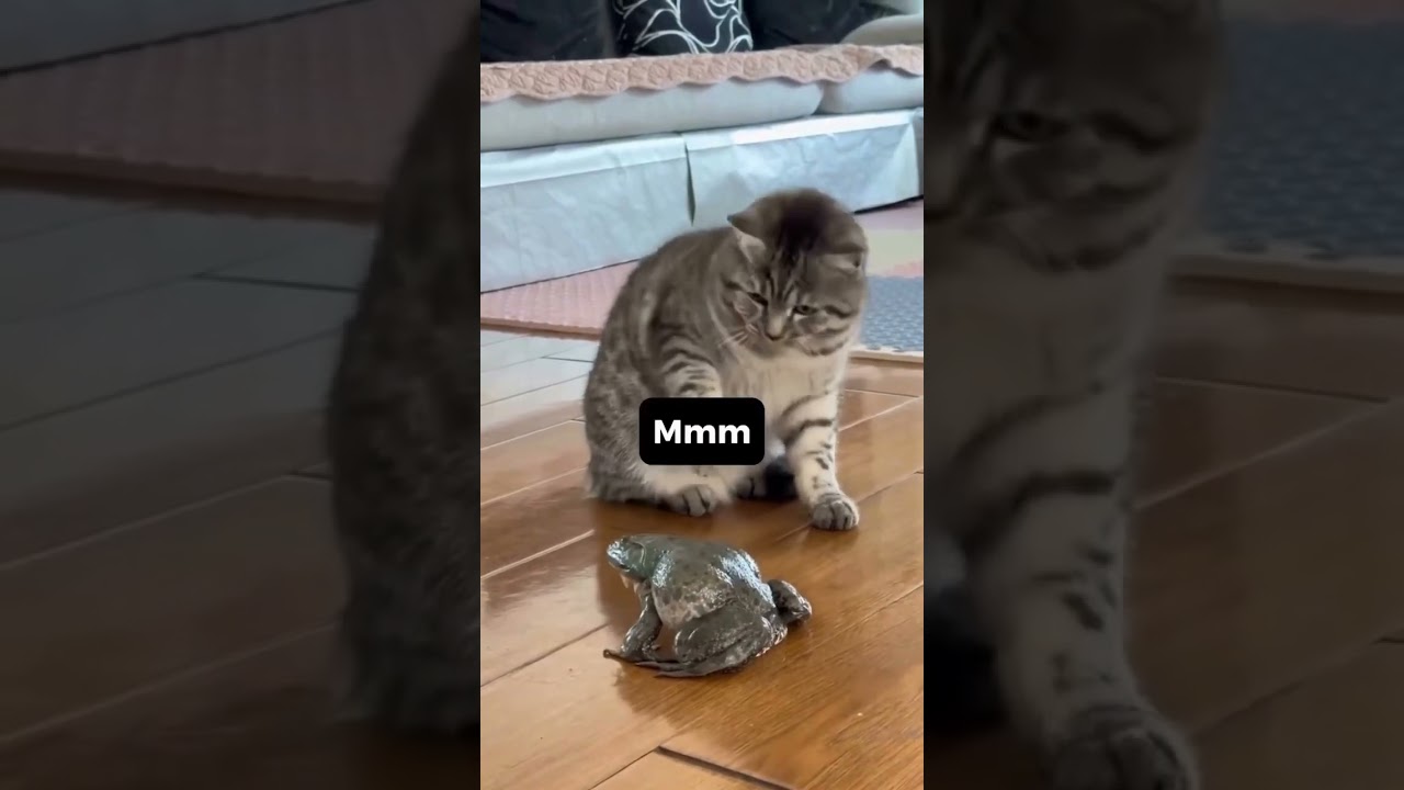 Funniest Cats And Dogs Cute Animal Moments Part 15 Funnycats