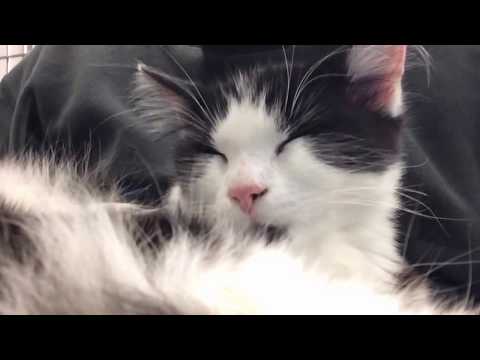 Friendly, small, fluffy black-and-white male cat Friendly, small, fluffy black-and-white male cat