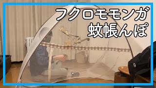 【フクロモモンガ】蚊帳の中で4匹が飛ぶ！潜る！威嚇！