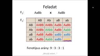 Genetika 10. rész Független öröklődés