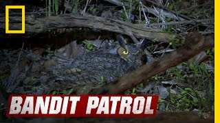 Spotting a Downed Owl | Bandit Patrol