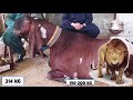 10 मुश्तंडे बकरे जिन्हे पूरा गाओं भी न खा पाए biggest goats in the world