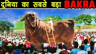 10 मुश्तंडे बकरे जिन्हे पूरा गाओं भी न खा पाए | Biggest Goats in The World