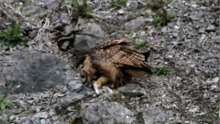 Junger Uhu mit Beute (Kaninchen)