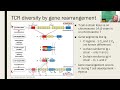 Antigen Recognition by T Lymphocytes - Part 1 (2023 Update)