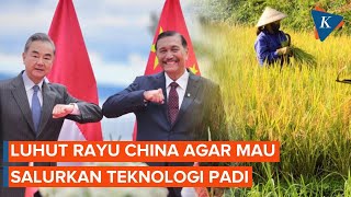 Luhut Ungkap China Mau Kembangkan Sawah Padi di Kalteng