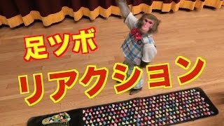 【サルのリアクション芸】足つぼマットはおサルも痛いのか！？（#80）