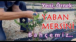 Yeni Örnek #yabanmersini #blueberry bahçemiz; bahçe kurulumu, fidan, meyve sayısı, talaş uygulaması