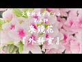 泉鏡花『外科室』生配信朗読